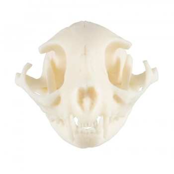 Cat Skull, Plastic